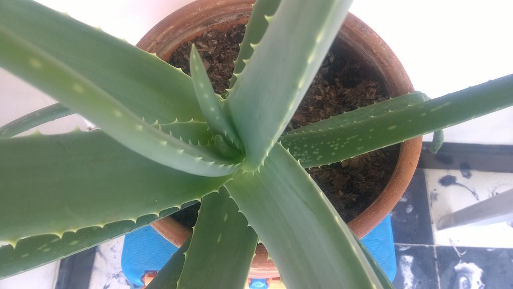 Ostello Selvática Medellín Esterno foto